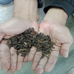 Maggot BSF, Makhluk Ajaib yang Bisa Musnahkan Sampah Organik